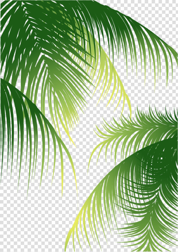 Euclidean Arecaceae Coconut Material   Coconut Leaves Vector Png  Transparent PngTransparent PNG