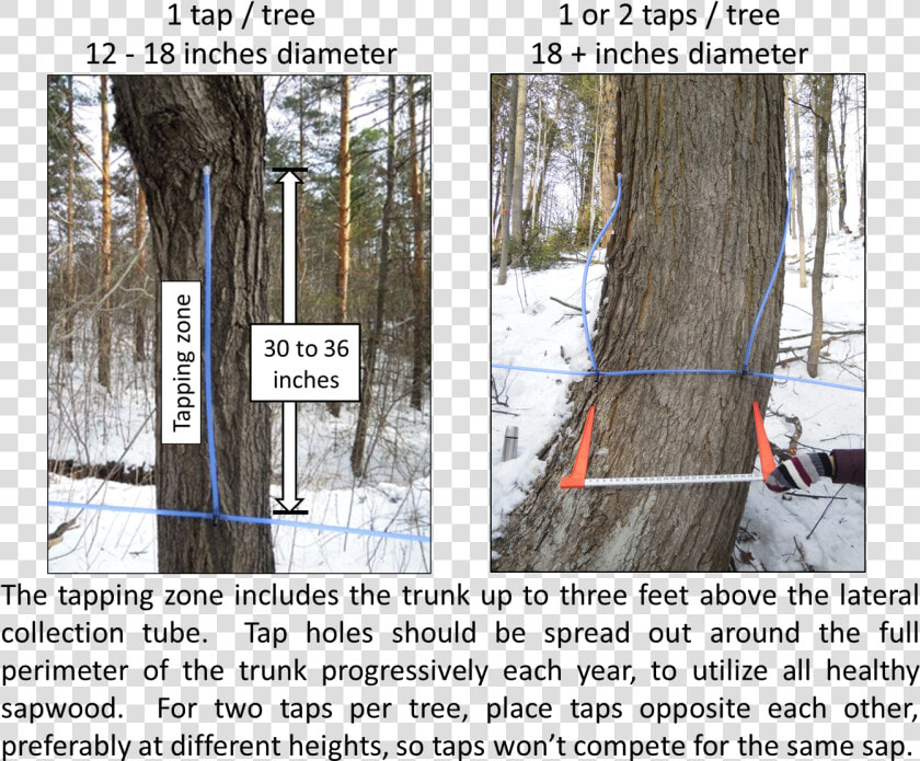 Taps Per Tree   Woodland  HD Png DownloadTransparent PNG