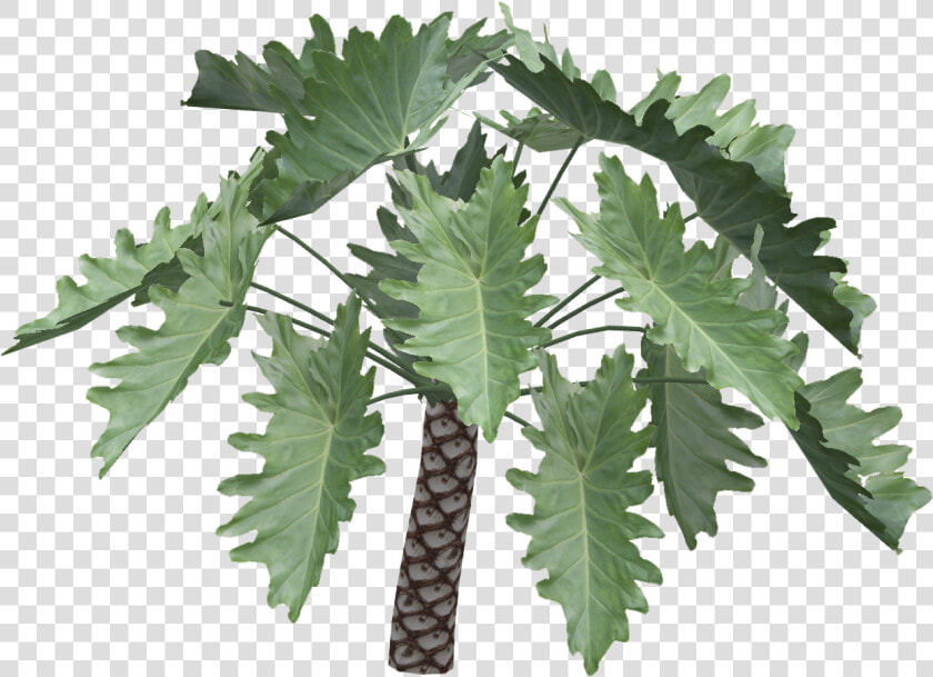 Philodendron Undulatum Png  Transparent PngTransparent PNG