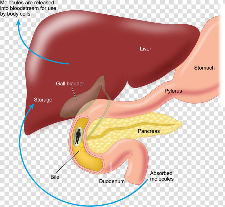 Transparent Digestive System Clipart   Do Absorbed Nutrients Leave The Intestine  HD Png DownloadTransparent PNG