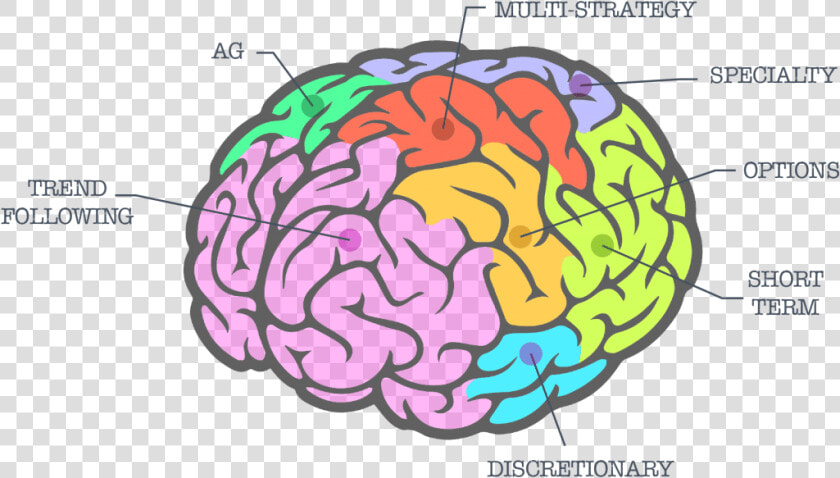 Managed Futures Brain   Transparent Background Brain Transparent  HD Png DownloadTransparent PNG
