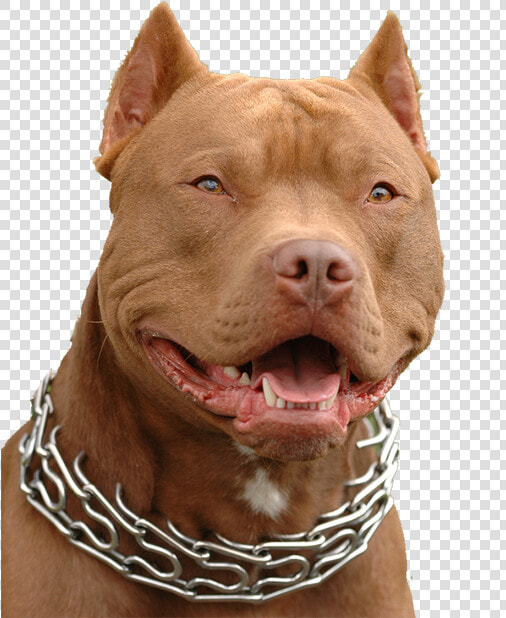 Transparent Pitbull Puppy Png   Pitbull Gif  Png DownloadTransparent PNG