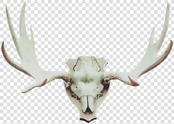 Antler  Moose Antler  Deer Antler  Trophy  Hunting   Cuernos Alce Png  Transparent PngTransparent PNG
