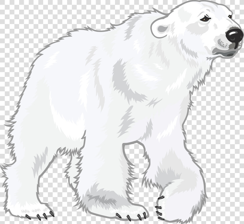 Polar White Bear Png   Polar Bear White Transparent  Png DownloadTransparent PNG