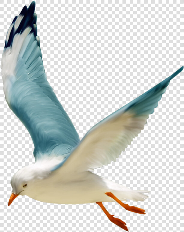 Tube Oiseau Mer  HD Png DownloadTransparent PNG