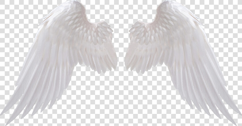 Angel Wings Png   Transparent Background Angel Wings Png  Png DownloadTransparent PNG