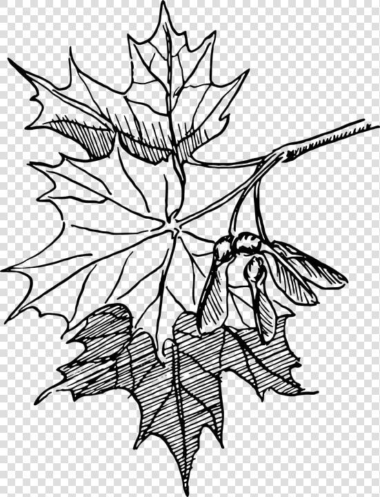 Dogwood Tree Drawing 18  Buy Clip Art   Maple Leaf Line Art  HD Png DownloadTransparent PNG
