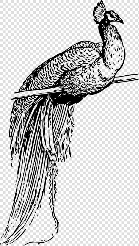 Krishna Bansuri Png   Peacock Clip Art  Transparent PngTransparent PNG