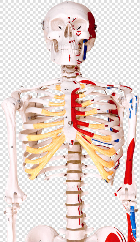Human Bones Png   Human Skeleton  Transparent PngTransparent PNG