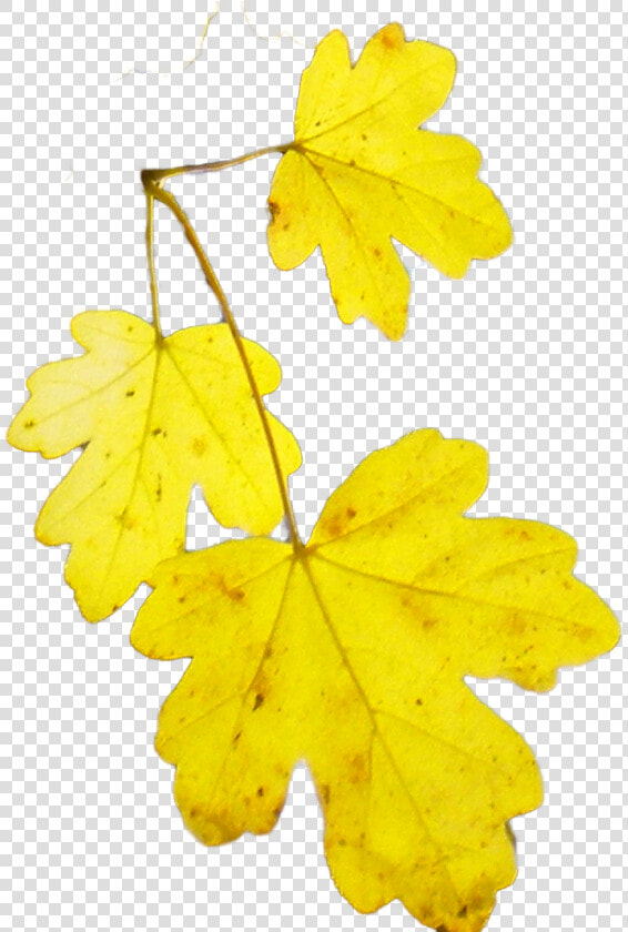 Transparant Acer Campestre 2601 Leaf   Acer Campestre Leaf Png  Transparent PngTransparent PNG