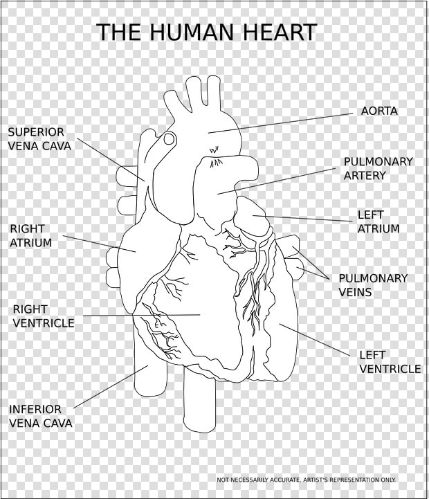 Heart  Ventricle  Organ  Human  Anatomy  Medical   Human Heart Black And White  HD Png DownloadTransparent PNG
