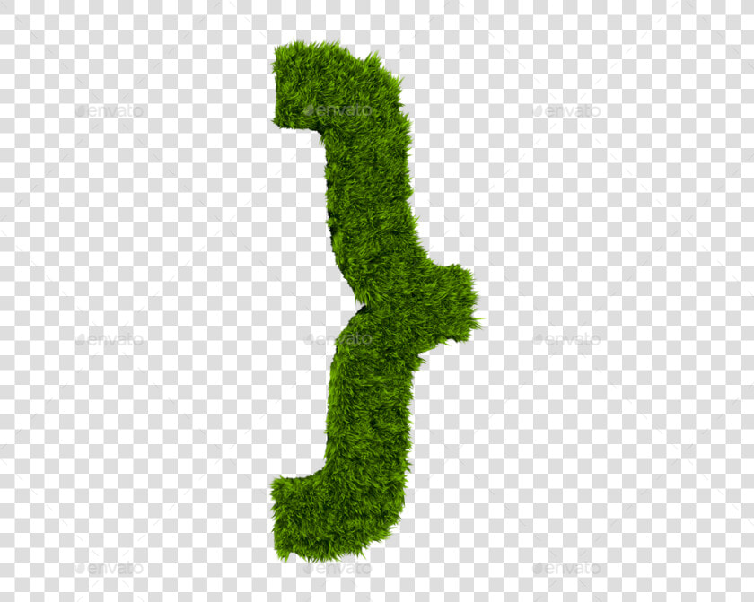 Thuya  HD Png DownloadTransparent PNG