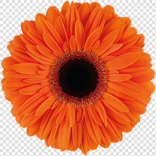 Gerbera Dutch Pride  HD Png DownloadTransparent PNG