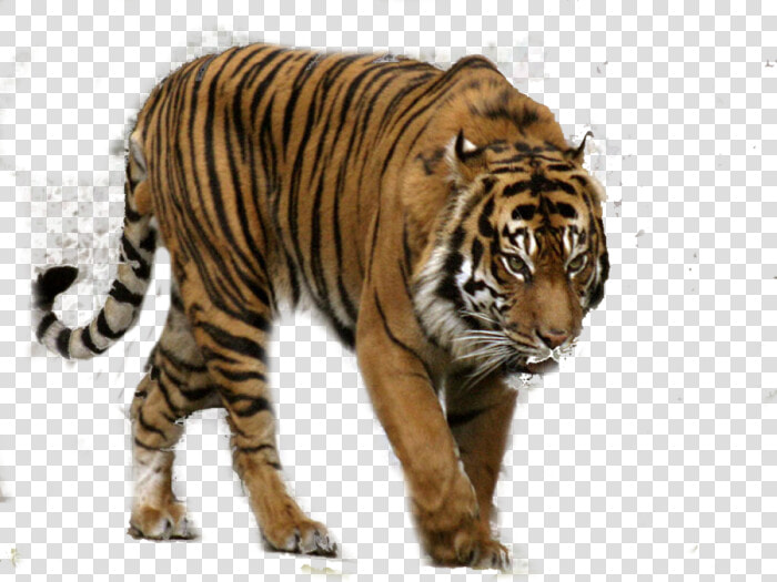 Transparent Bengal Tiger Png   Sumatran Tiger Transparent  Png DownloadTransparent PNG