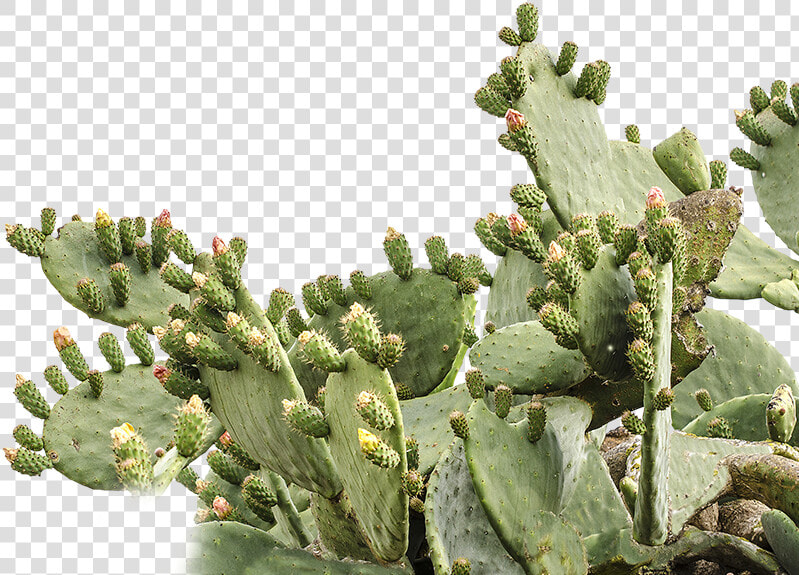 Prickly Pear Png Picture   Prickly Pear Cactus Transparent  Png DownloadTransparent PNG