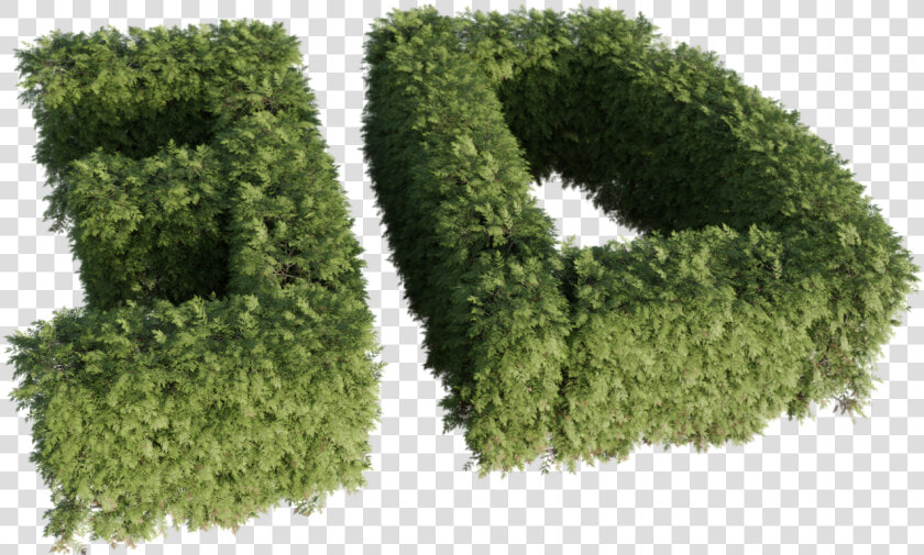 Thuya  HD Png DownloadTransparent PNG