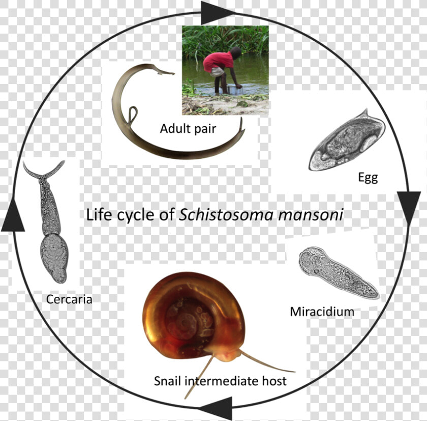 Schistosome Infections In Snails Alter Snail Physiology  HD Png DownloadTransparent PNG