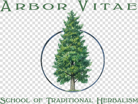 Arborvitae  HD Png DownloadTransparent PNG