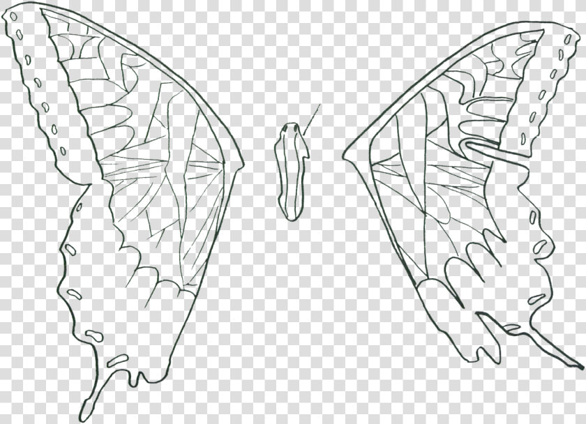 Brush footed Butterfly  HD Png DownloadTransparent PNG