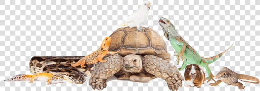 Group Of Exotic Pets  HD Png DownloadTransparent PNG