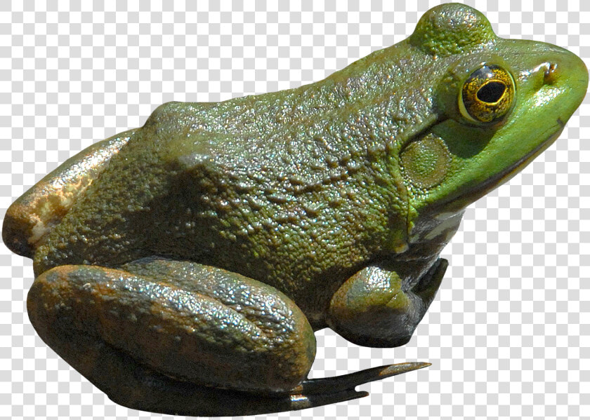 Frog true Frog tree Frog barking Tree Frog shrub Toad gray   Png Frog  Transparent PngTransparent PNG