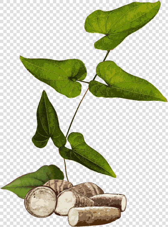 Yam Plant Png  Transparent PngTransparent PNG