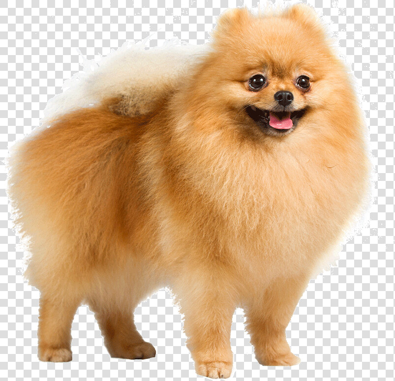 Dog Png   Pomeranian Dog Transparent Background  Png DownloadTransparent PNG