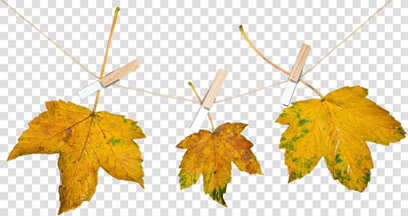 Nature Leaves Autumn Free Photo   Png Autumn Nature  Transparent PngTransparent PNG