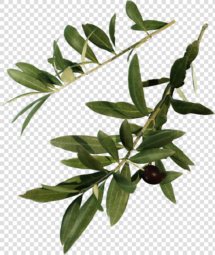 Erythroxylaceae  HD Png DownloadTransparent PNG
