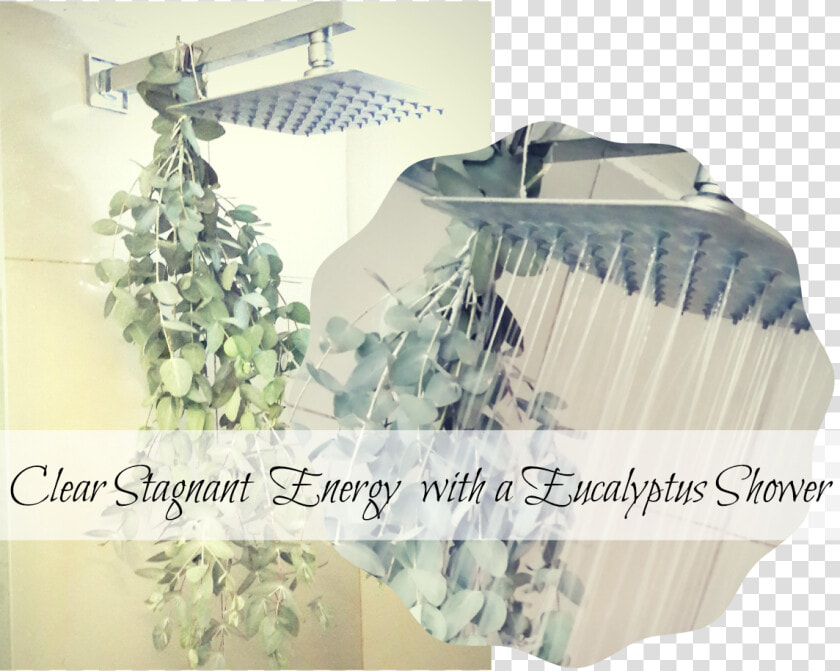 Transparent Eucalyptus Leaves Png  Png DownloadTransparent PNG