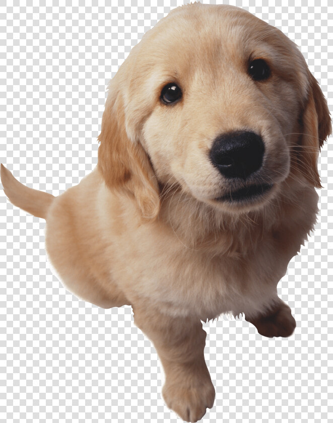 Puppy Dog Pals Png   Png Download   Puppy Golden Retriever Png  Transparent PngTransparent PNG