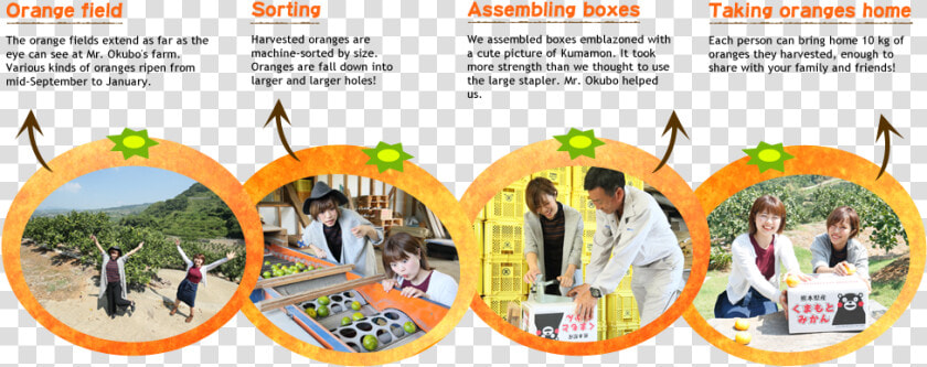 Hands on Orange Harvesting   Decoration  HD Png DownloadTransparent PNG