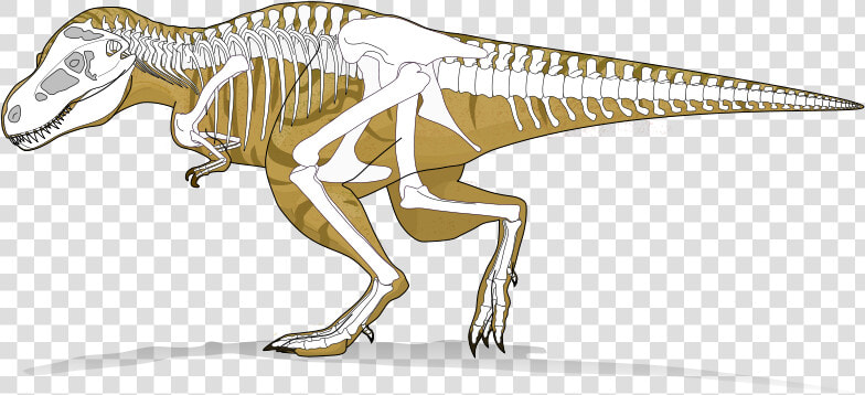 Tyranosaurus Rex   Dinosaur Skeleton X Ray  HD Png DownloadTransparent PNG