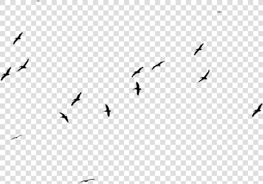 Download Birds Png Photo   Birds Png Transparent Background  Png DownloadTransparent PNG