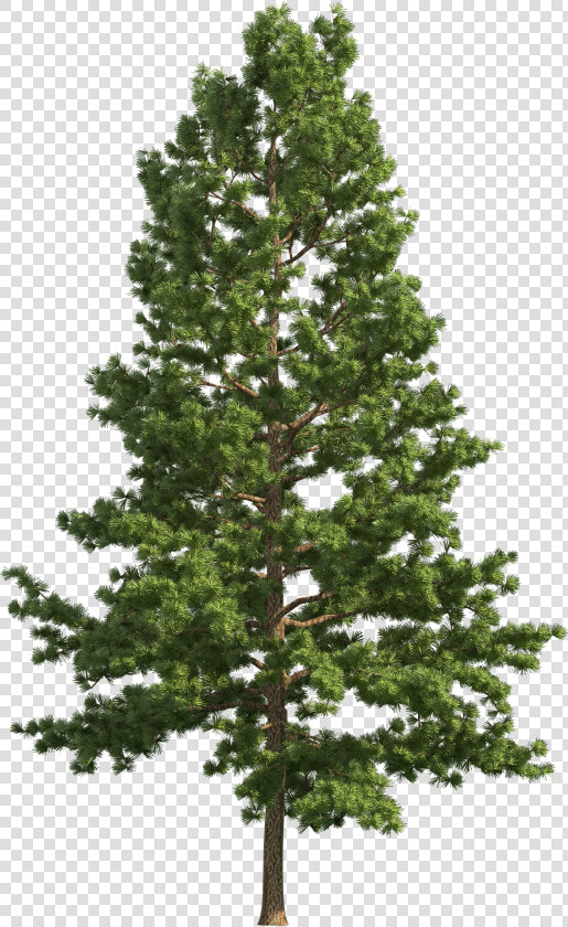 Pine Realistic Tree Png Png   Pine Tree Transparent Background  Png DownloadTransparent PNG