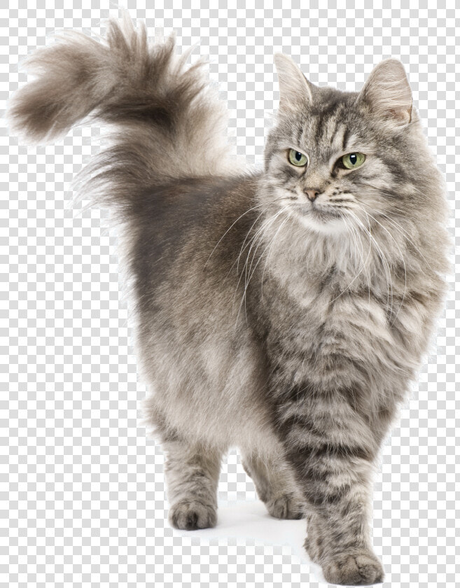 Persian Siberian Cat  HD Png DownloadTransparent PNG