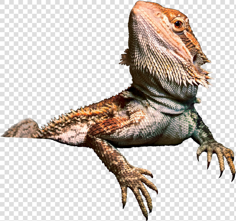 Reptile iguania dragon Lizard agama terrestrial Character iguanidae   Bearded Dragon Transparent Background  HD Png DownloadTransparent PNG