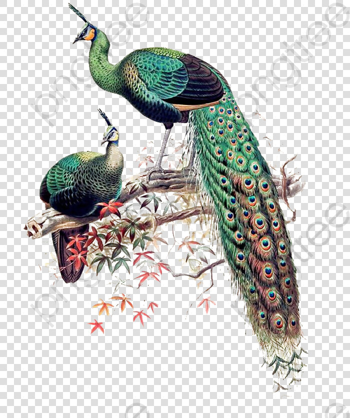 Peacock Clipart Wedding   Pavo Muticus Art  HD Png DownloadTransparent PNG
