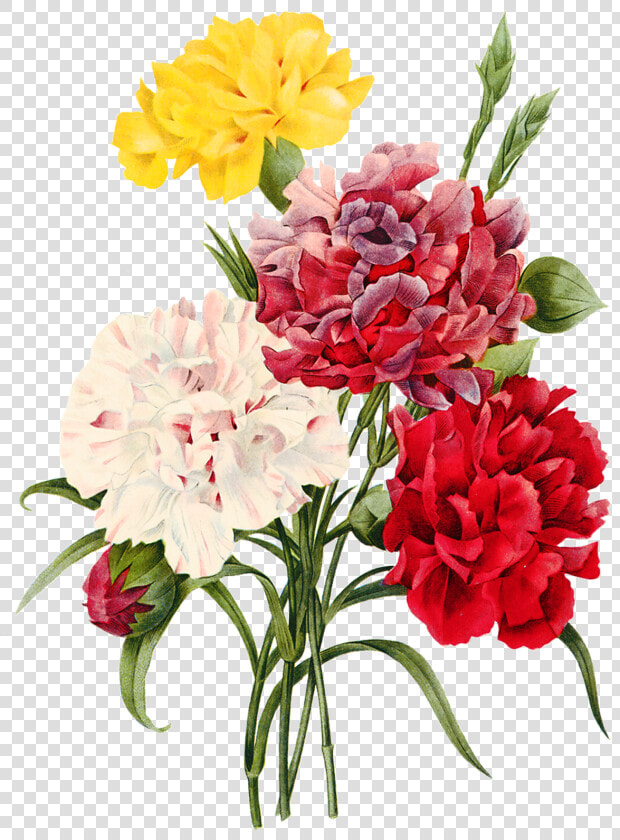 Imagens Png Flores   Carnation Flower Illustration  Transparent PngTransparent PNG