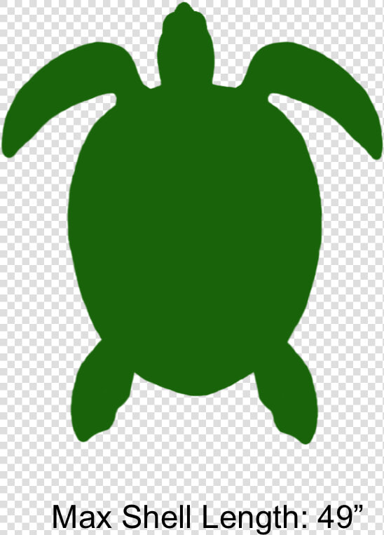 Transparent Green Sea Turtle Clipart   Green Sea Turtle  HD Png DownloadTransparent PNG