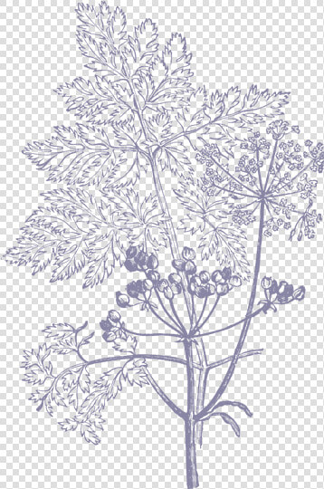 Illustrations Png Hd   Flower Illustration Vector Png  Transparent PngTransparent PNG