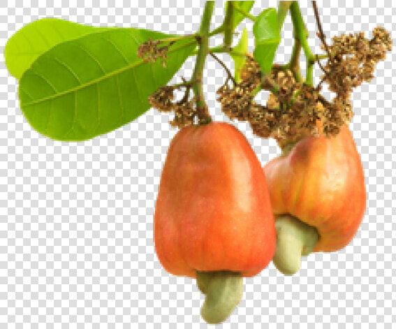 Cashew Png Transparent Images   Cashew Nut Tree Png  Png DownloadTransparent PNG
