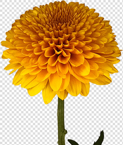 Transparent Green Chrysanthemum Png  Png DownloadTransparent PNG