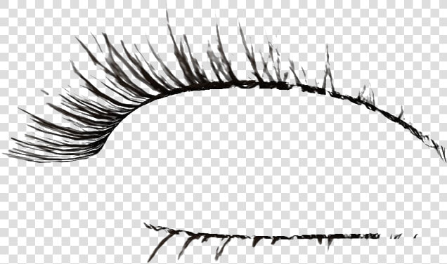 Lashes Png Transparent Image   Transparent Realistic Eyelashes Png  Png DownloadTransparent PNG