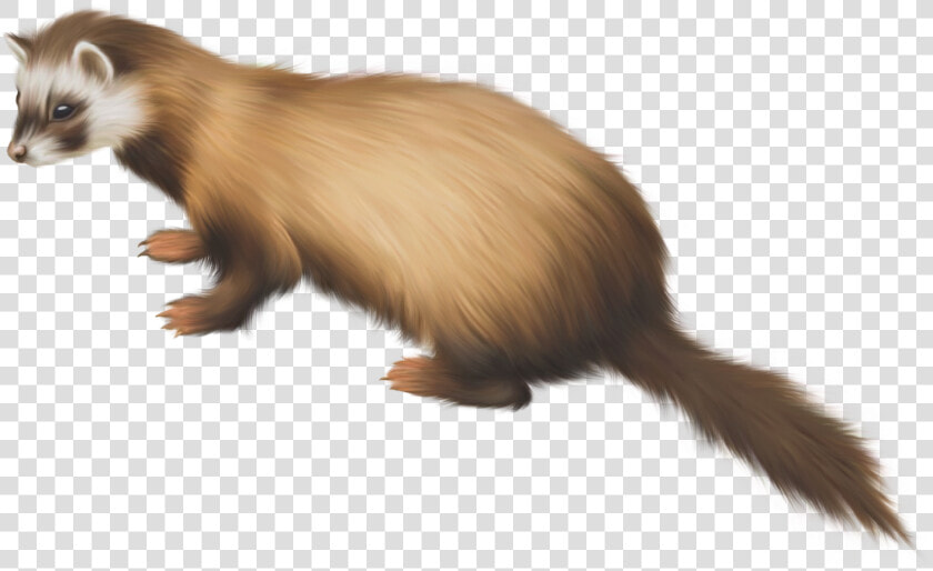 Ferret Png Clip Art   Black Footed Ferret Clipart  Transparent PngTransparent PNG
