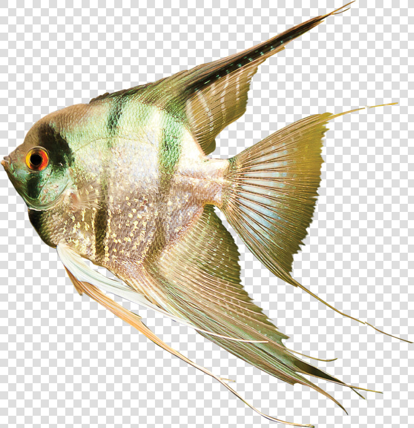 Pomacentridae  HD Png DownloadTransparent PNG