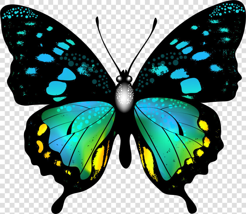 Blue Colorful Butterfly Png   Colorful Butterfly Clipart  Transparent PngTransparent PNG
