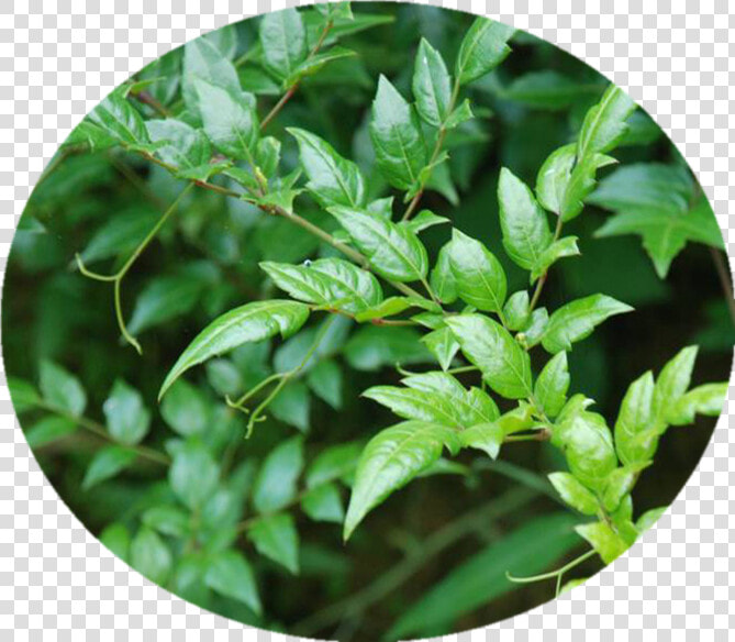 Pharmaceutical Vine Tea Leaf Extract Dihydromyricetin   Ampelopsis Grossedentata  HD Png DownloadTransparent PNG