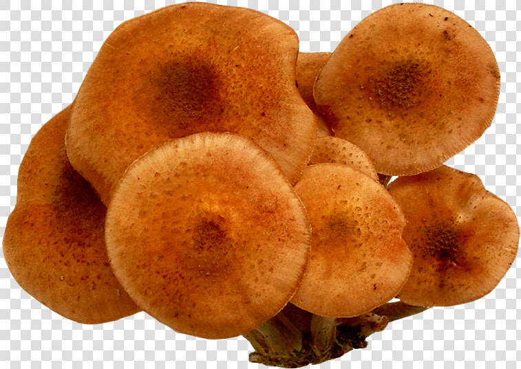 Mushrooms Png Image  Transparent PngTransparent PNG