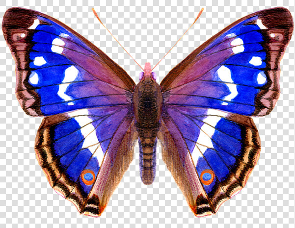 Purple Emperor Butterfly  HD Png DownloadTransparent PNG
